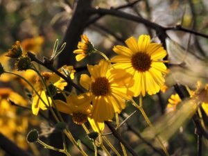 Yellow daisy-like flower in shade of tree