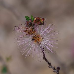 Single lavender fairy duster bloom