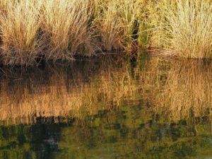 Yellow grass reflected in water