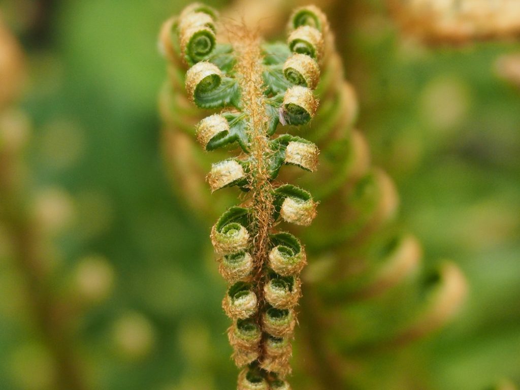 Fiddlehead fern uncoiling.