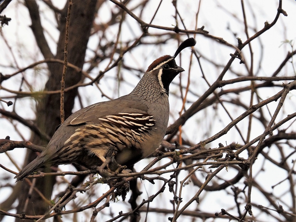 Profile view of Gambel's quail in a tree of bare branches