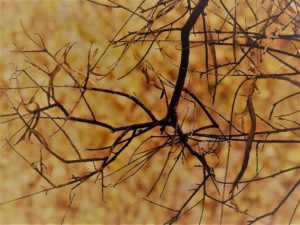 Bare branch with yellow and brown leaves in background