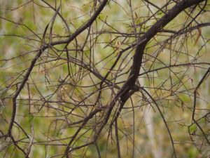 Bare branch with new green leaves in background