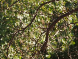 Bare branches with mature green leaves in background