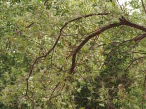 Branches with new leaves fully emerged