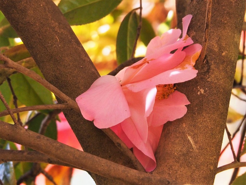 Pink rhododendron blossom in crotch of tree.