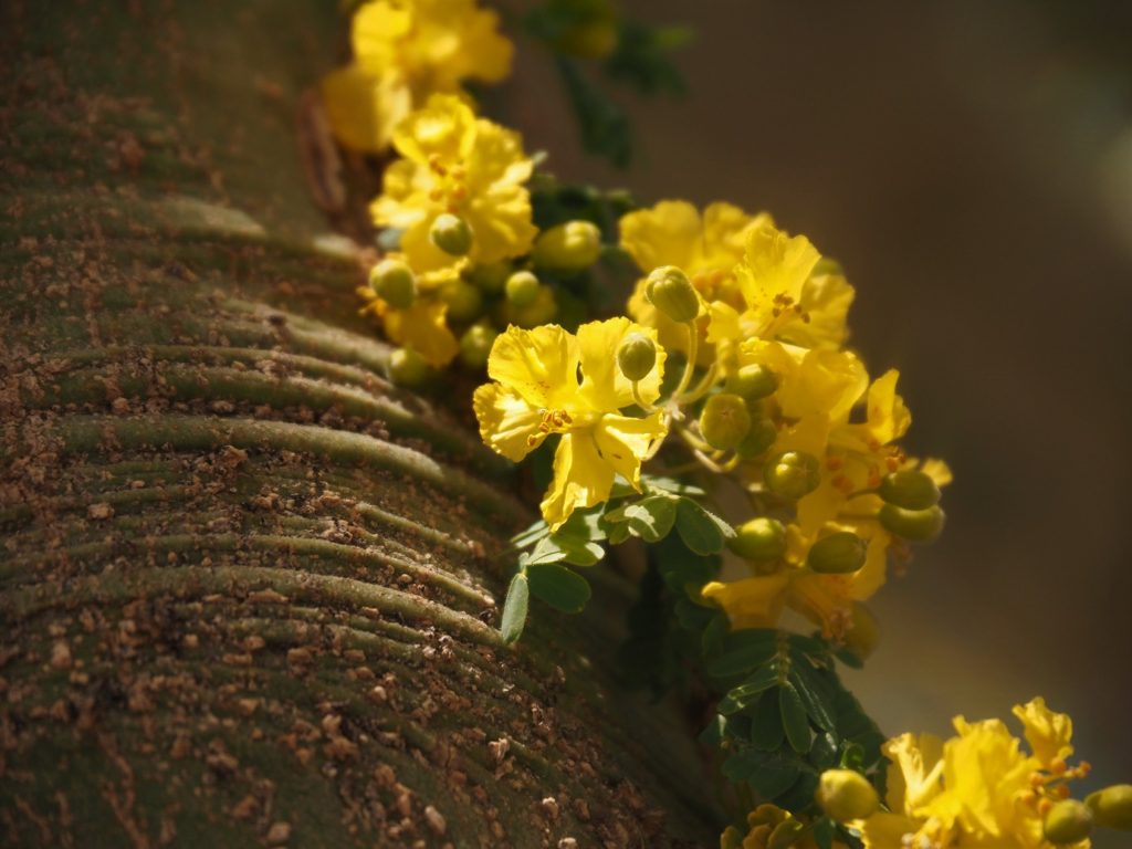 Yellow palo verde bloom against tree truck.