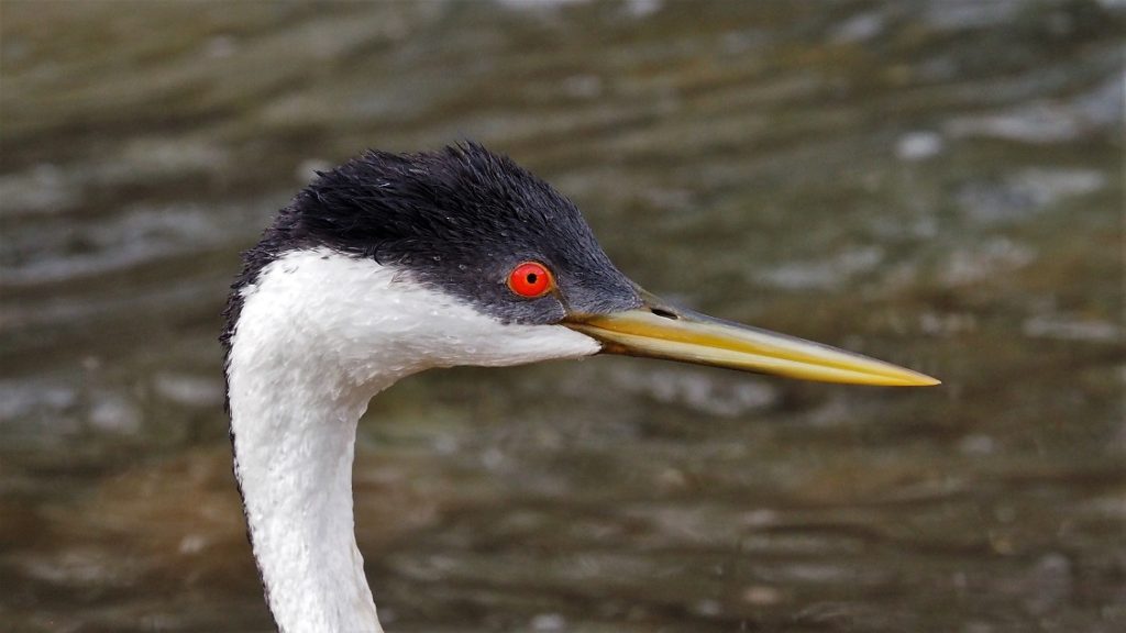 Close-up of black and white head of western grebe.