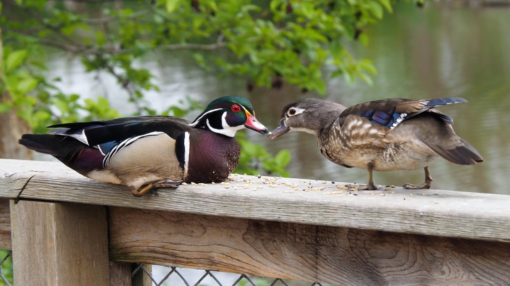 Male and female wood ducks, beak to beak.