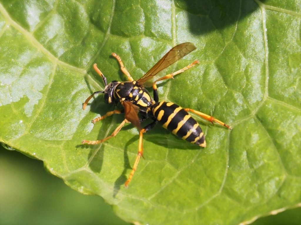 Wasp flattened against leaf.