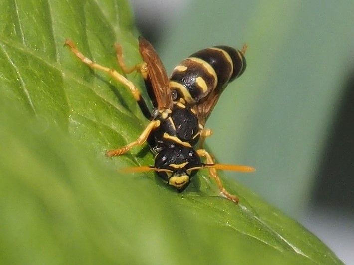 Wasp landing head first on leaf