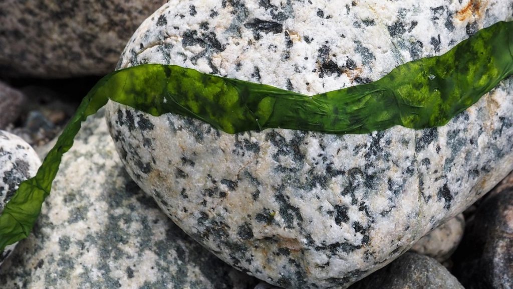 White and black granite rock with green ribbon of seaweed.