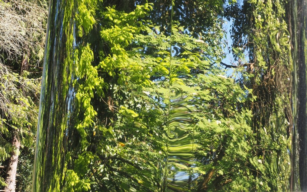 Reflection of forest in bus windshield.