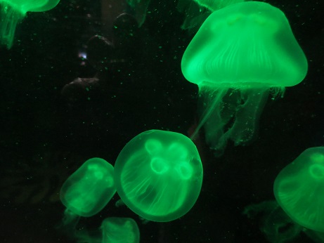 Translucent, green jellyfish seen through aquarium window