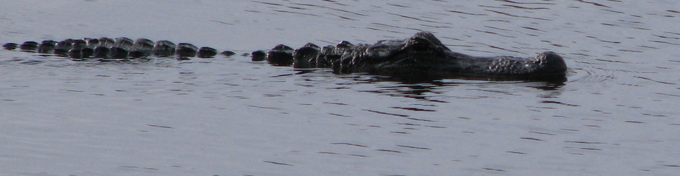 Alligator snout rising above water level in pond at St. Marks NWR