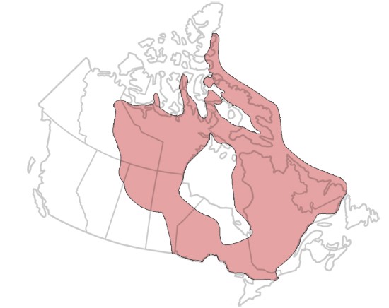 Line drawing map of Canada with overlay of area covered by Canadian Shield.