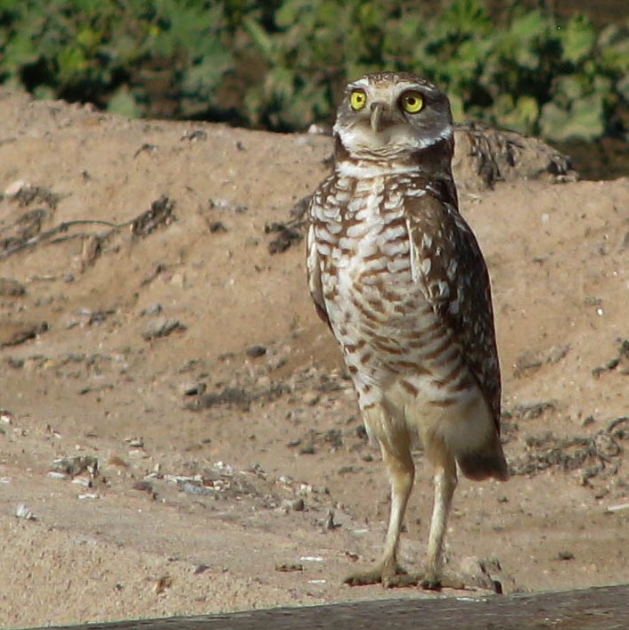 Close-up of burrowing owl standing erectly and looking intently skyward.