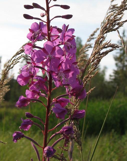 Close-up of purple Arctic fireweed blossom, flanked by stalk of grass gone to seed