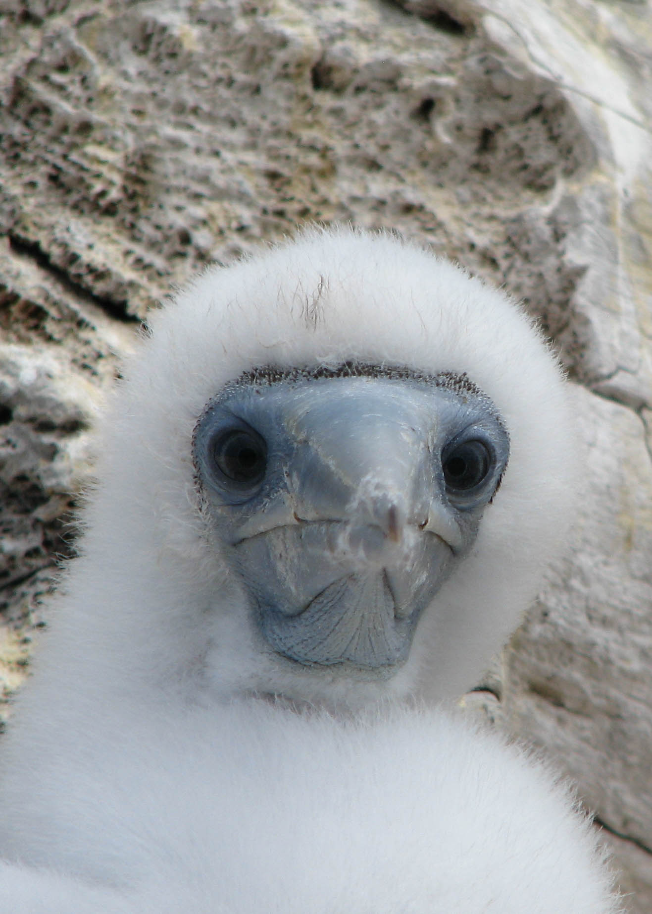 Close-up of brown booby baby looking directly at camera; all white fuzz, pale blue beak, and big eyes.