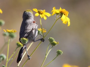 Close-up of verdin on yellow daisy, with head turned away from camera at last minute.