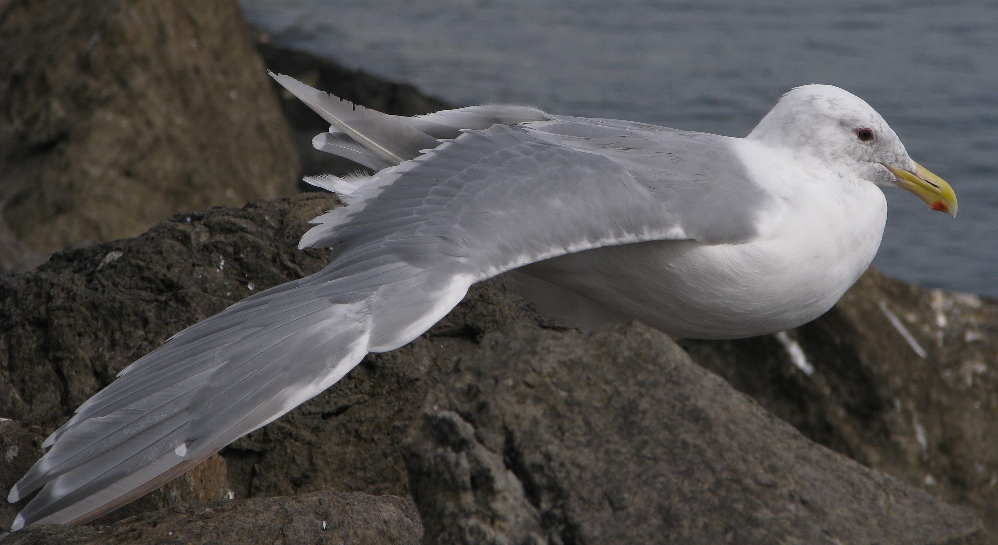 Herring gull on rocky shoreline, with right wing stretched out.