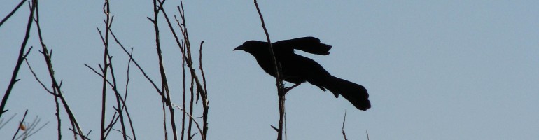 Crow on bare branches, silhouetted; one wing raised for balance.