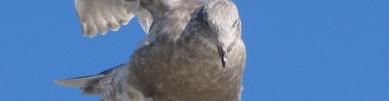 Gull on rooftop, stretching right wing back and up.