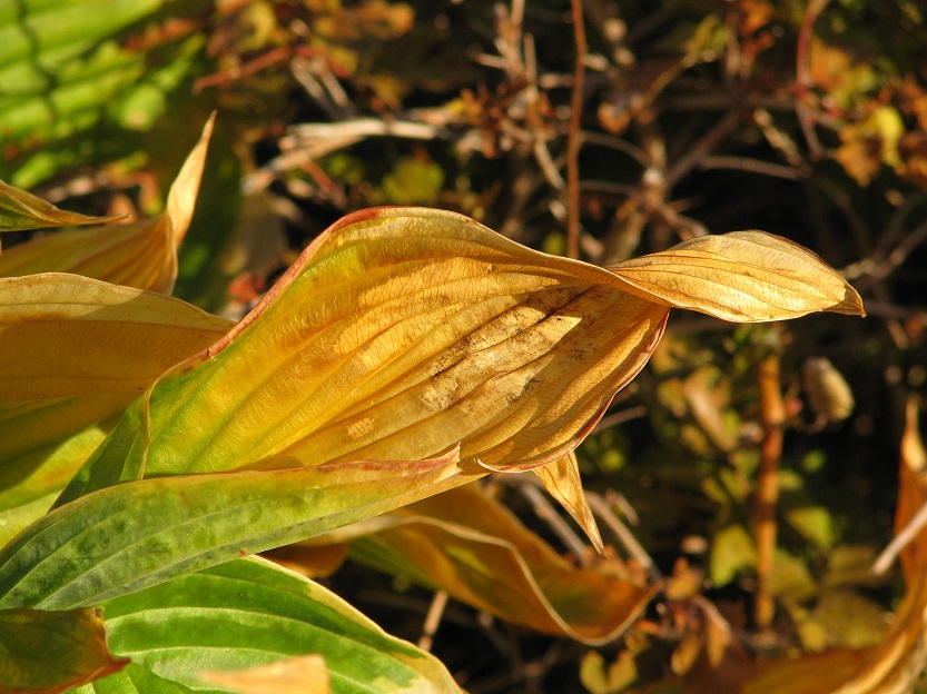 Close-up of browning and dying hosta leaf.