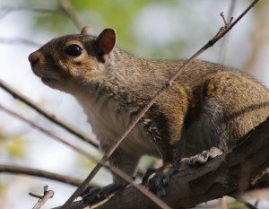 Squirrel on a tree branch, listening or looking intently.