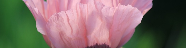 Pink poppy close-up with blurred background.