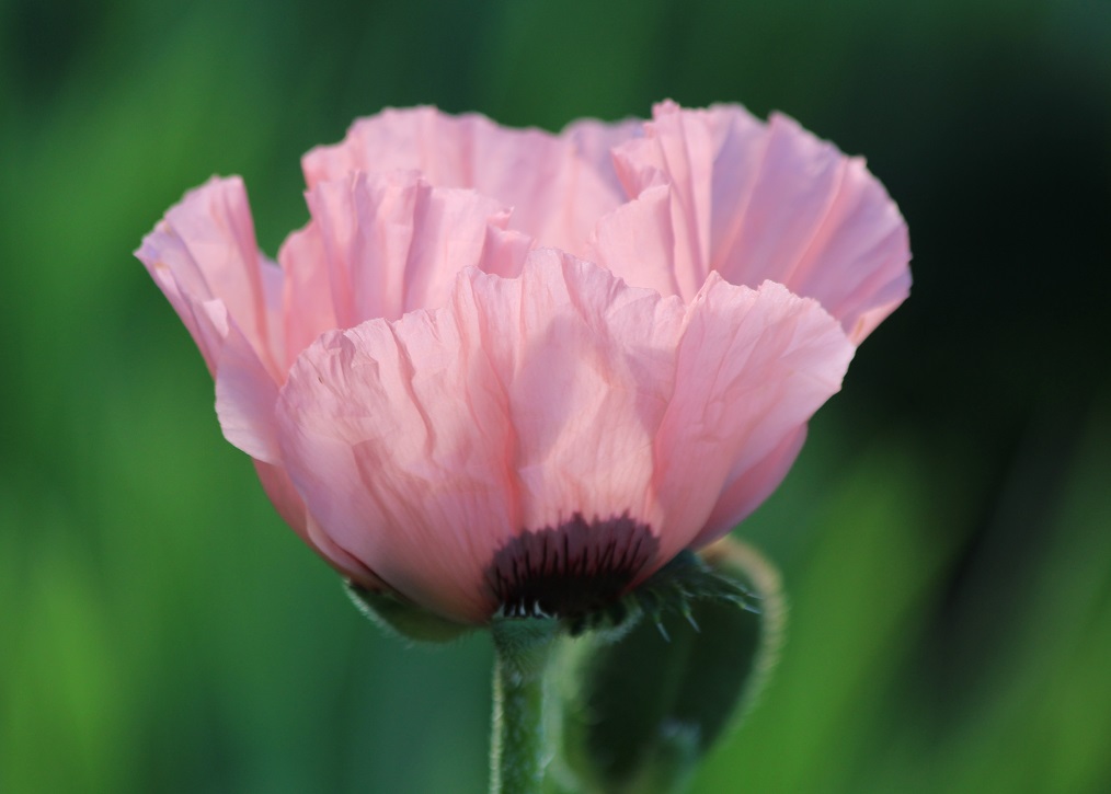 Pink poppy close-up with blurred background.