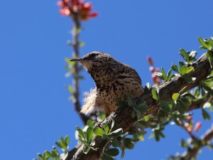 Cactus wren seen fron underneath; feathers fluffed by wind.