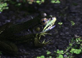Frog in dark pond.