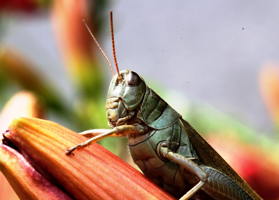 Grasshopper close-up
