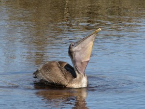 Brown pelican showing neck pouch.