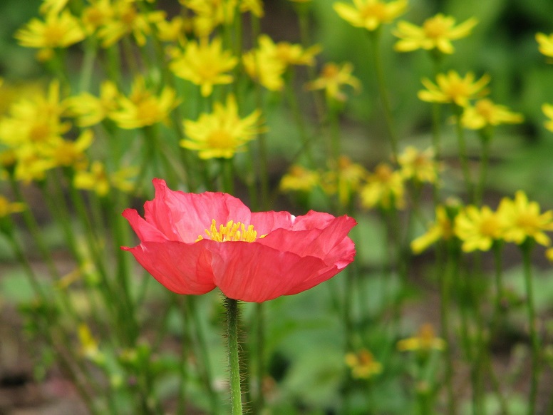 Red poppy in foreground, bed of yellow daisies in background.