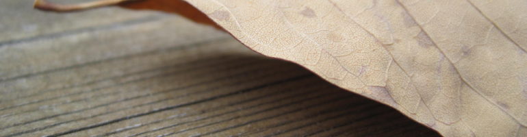 Dried leaf on picnic table.