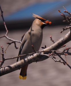 Bohemian waxwing with dired crabapple