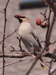 Bohemian waxwing with dried crabapple