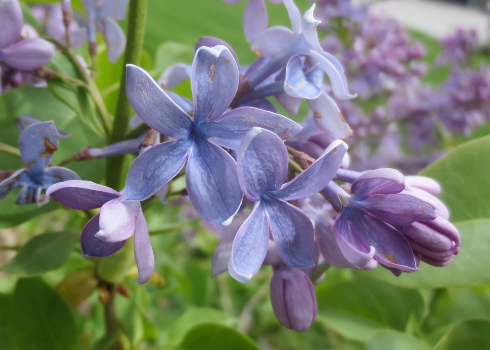 Florets of purple-blue lilac