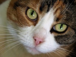 Close-up of tortoiseshell cat.