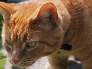 Ginger cat looking intently at something off stage.