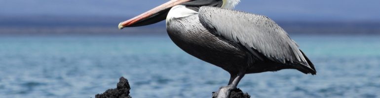 Pelican perched on lava outcropping in harbour.
