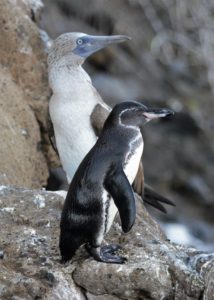Penguin and blue-footed booby standing on a ledge.