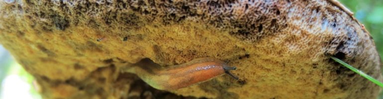 Slug on underside of mushroom