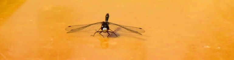 Black dragonfly on yellow kayak