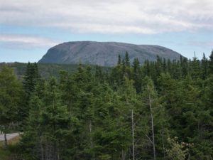 Gros Morne mountain on horizon; spruce forest in foreground.