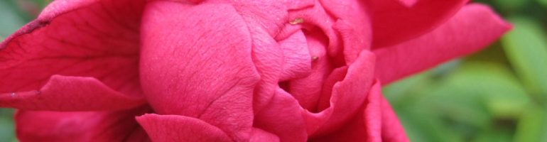 Close-up of red rose, just opening.