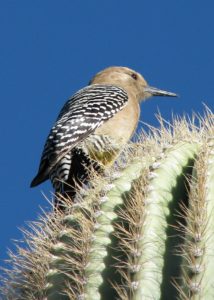 Gila woodpecker on saguaro cactus
