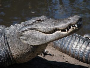 Close-up of alligator head and teeth